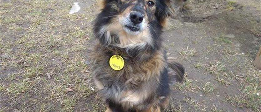 Roxi w potrzebie