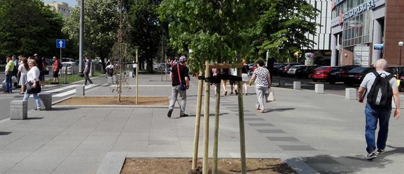 Lipa na pl. Rodła