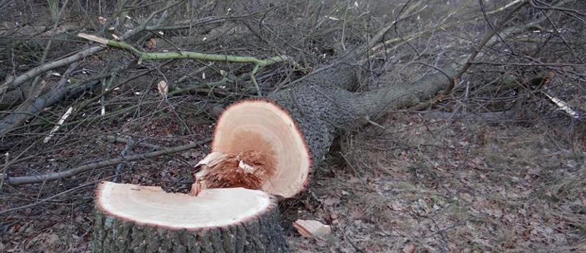 Uchylenie pozwolenia na wycinkę w Puszczy Białowieskiej