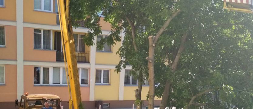 NAPISZ DO NAS. Orzech mocno okrojony