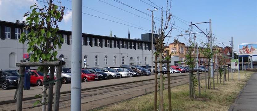 Pamiętajcie o magnoliach