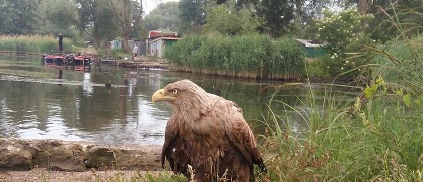 (Nie)poprawny miejski łowczy