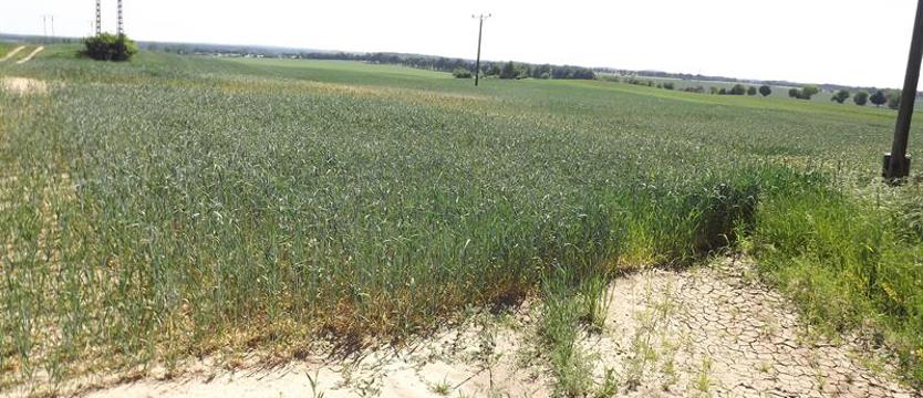 Deszczu jak na lekarstwo