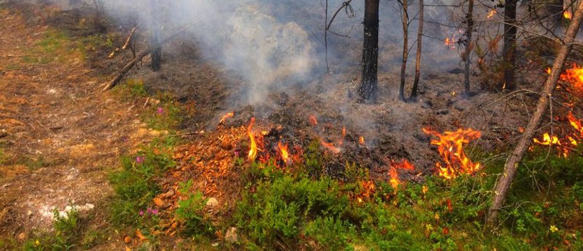 Polscy strażacy w Szwecji: Opady deszczu mogą pomóc w ugaszeniu pożaru