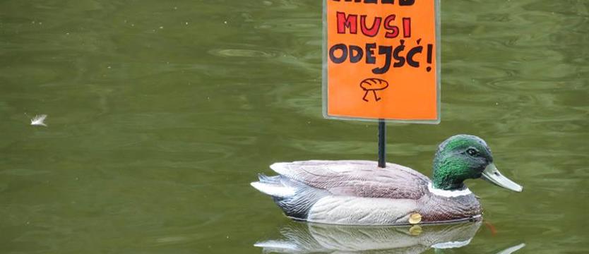 Kaczki na Rusałce
