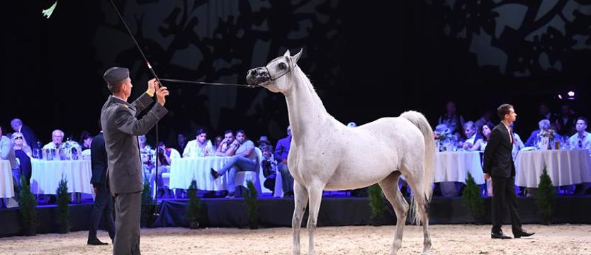 Aukcja Pride of Poland. „Wielki wstyd zamiast dumy”