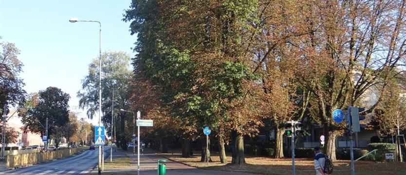 Szrotówek zbiera żniwo