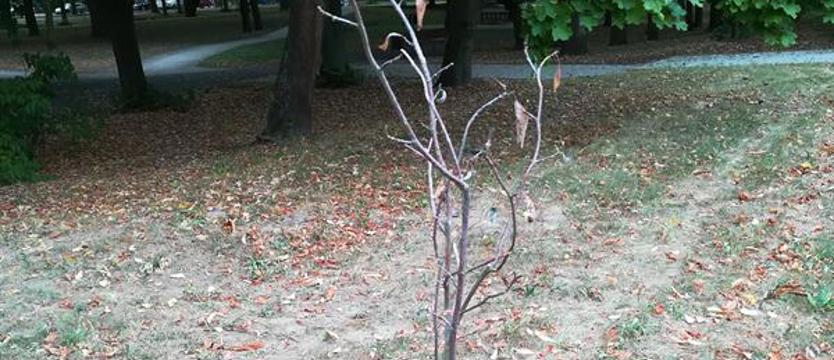 Zieleń ginie… w gwarancji
