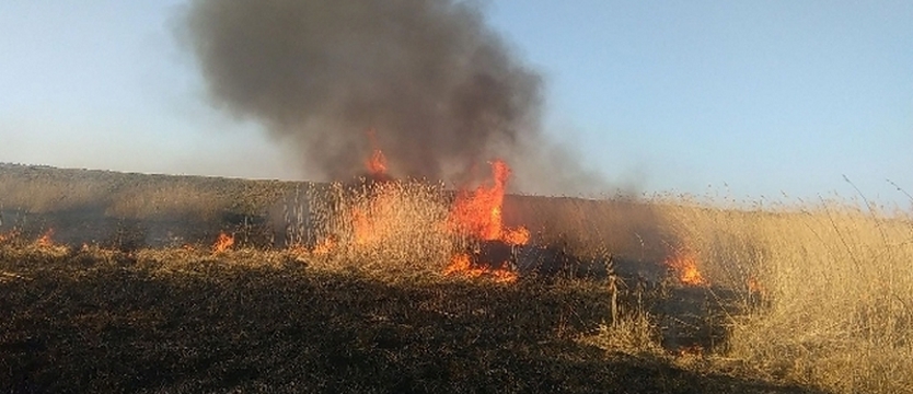 Pożar nieużytków. Poparzeni chłopcy w szpitalach