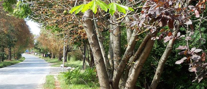Niecodzienny widok: kaprysy natury