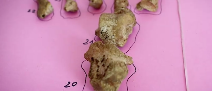Szkielet prehistorycznego łowcy wydrukowany w 3D