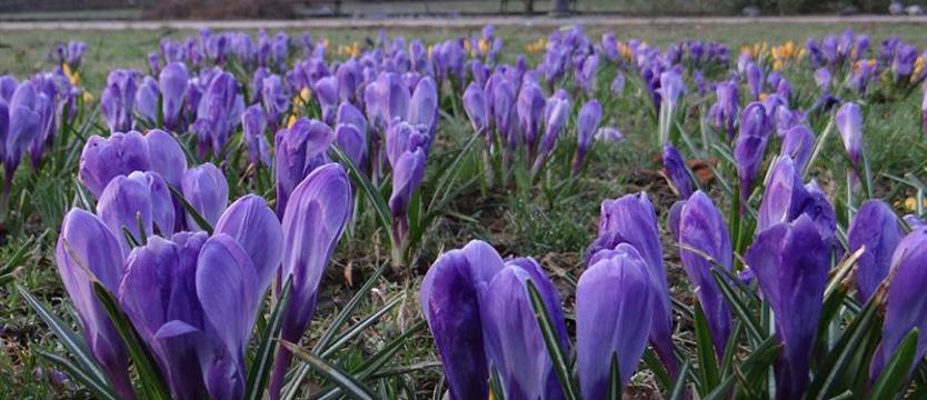 Krokusowa Rewolucja 2018. Czytelnicy wybierają