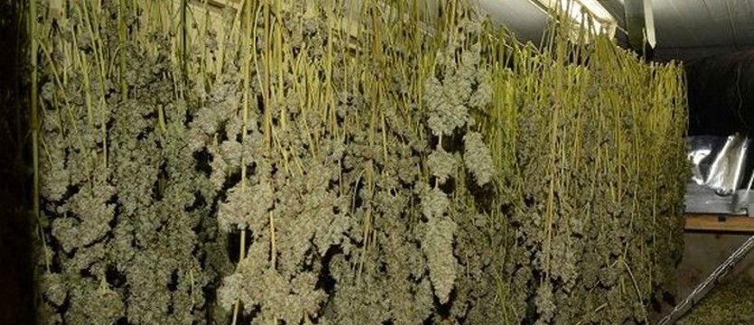 Plantacja w piwnicy