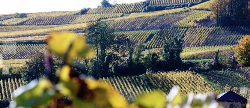 Beaujolais Nouveau i niecodzienne tradycje winiarskie na świecie