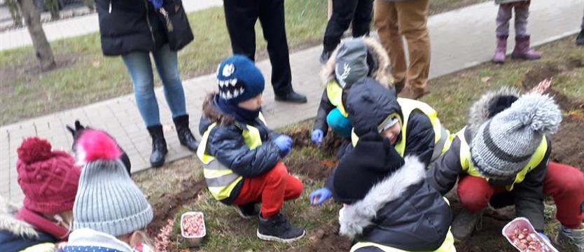 Ostatnie sadzenie szafranów