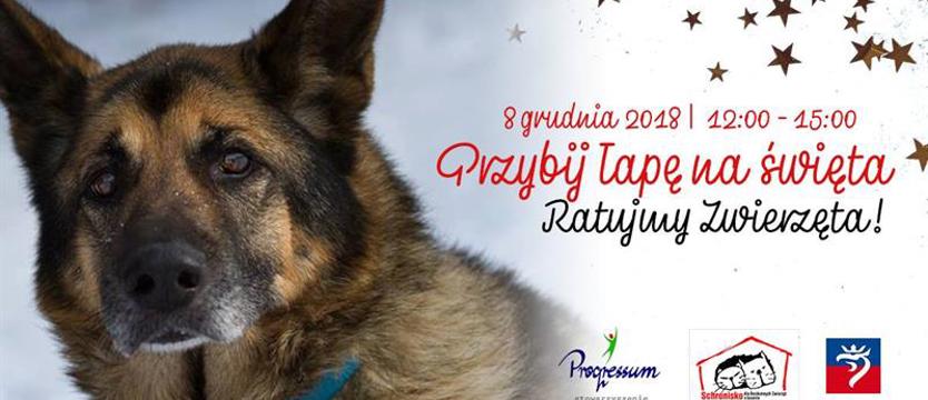 Festyn Mikołajowy w schronisku. Przybij łapę!