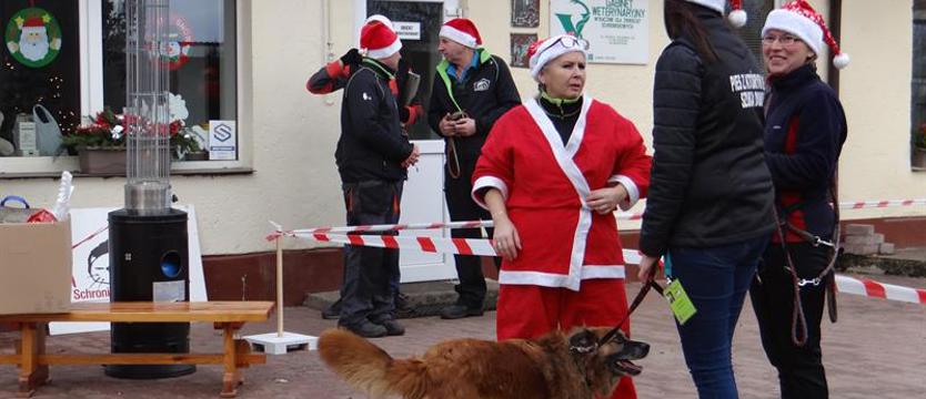 Festyn mikołajkowy w schronisku. Tomcio, Chico i… przybij łapę!