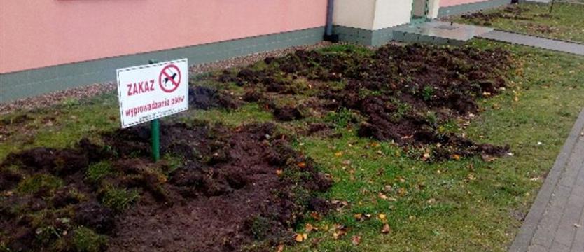 Dziki ryją