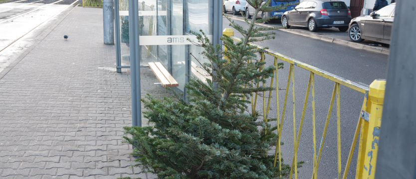 Co z choinką po świętach? ZUK odbierze