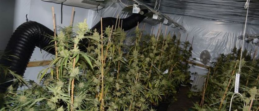 Kolejna duża plantacja konopi zlikwidowana. Szczecinianie w areszcie