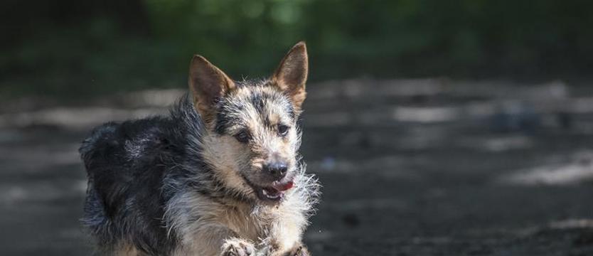 Roko: na już i na zawsze
