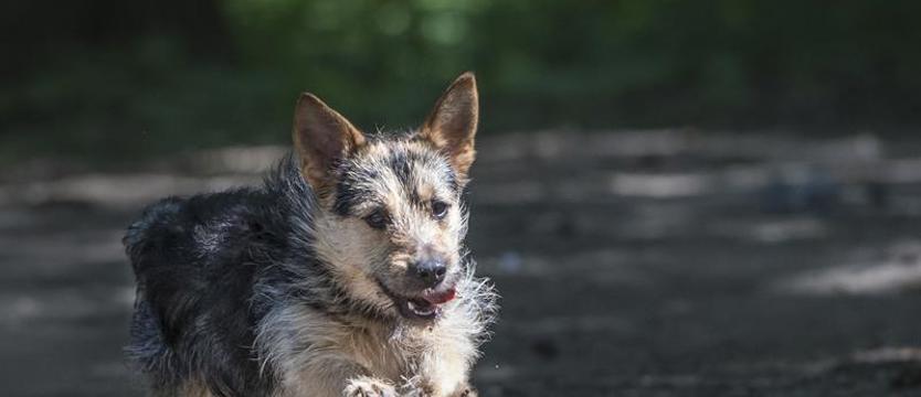 Roko: na już i na zawsze