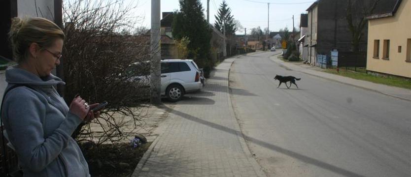 Uważaj, idą ratować twojego psa