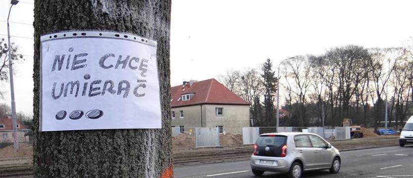 Drzewa (smutno) mówią