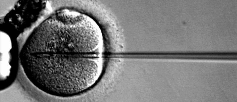 In vitro ma wykonawców
