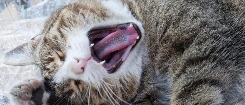 Uratowane przed... agresywnym kotem