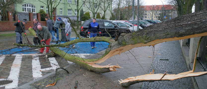 Gwałtowny wiatr połamał drzewa w Szczecinie