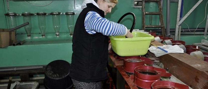 Wiosna w goleniowskiej wylęgarni