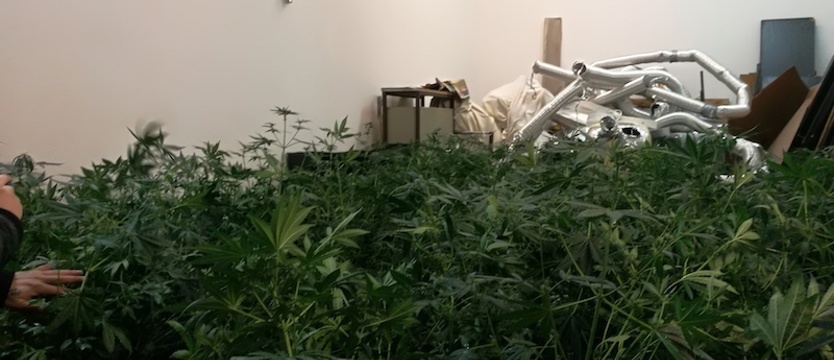 Plantacja marihuany zlikwidowana, 49-latek w areszcie