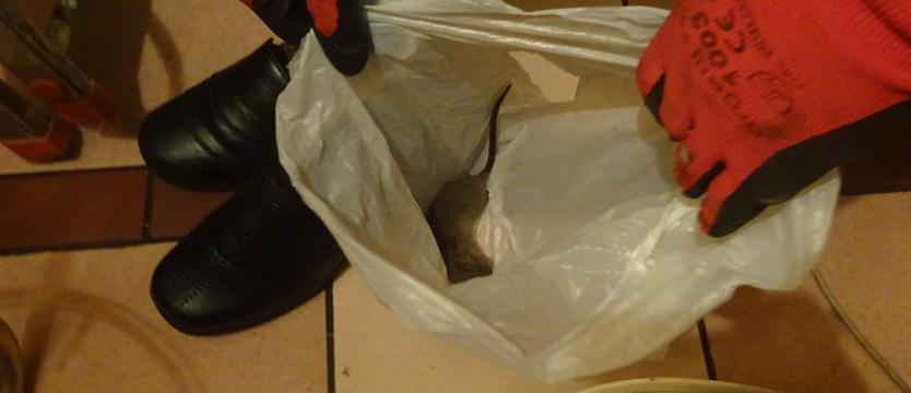 Szczury utrudniają codzienne życie