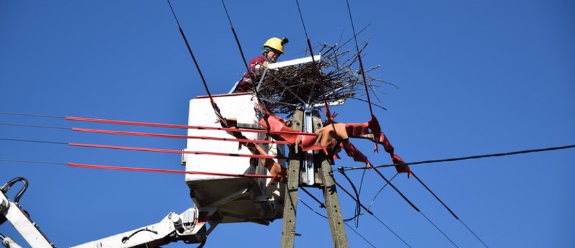 Energa gniazdami wita bociany