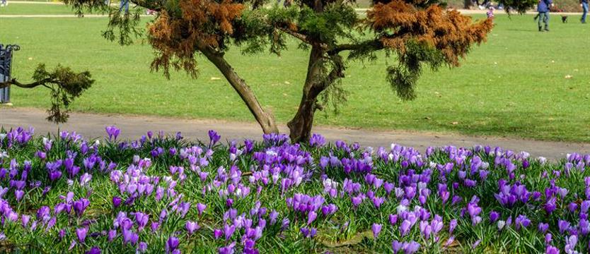 Krokusy za krokusy 2019. Zrób zdjęcie i wygraj!