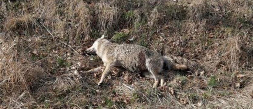 Przygotowani na atak wilków
