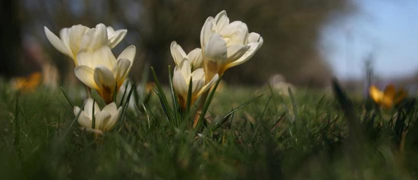 Krokusy za krokusy. Głosowanie na najlepszy kadr