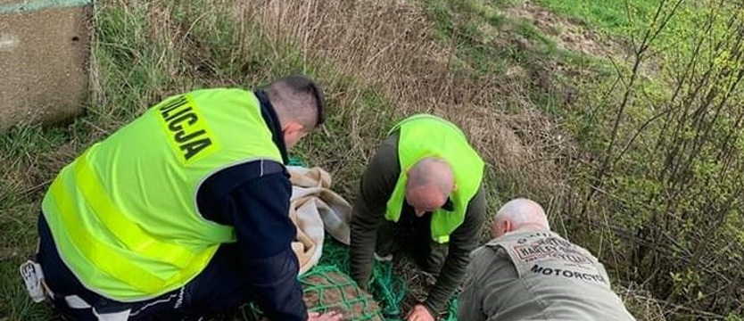 Policjanci pomogli rannemu jeleniowi