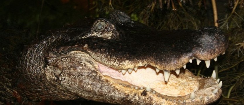 89. urodziny aligatorzycy Marty – najstarsze zwierzę w ogrodach zoologicznych Europy