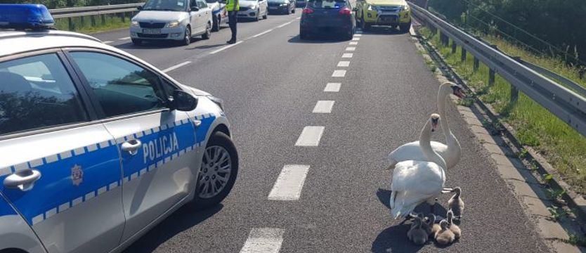 Mundurowi ratowali łabędzią rodzinę