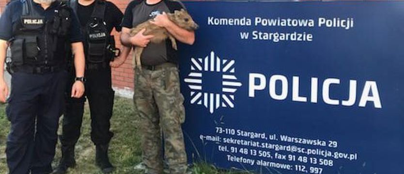 Policjanci pomogli młodemu dzikowi