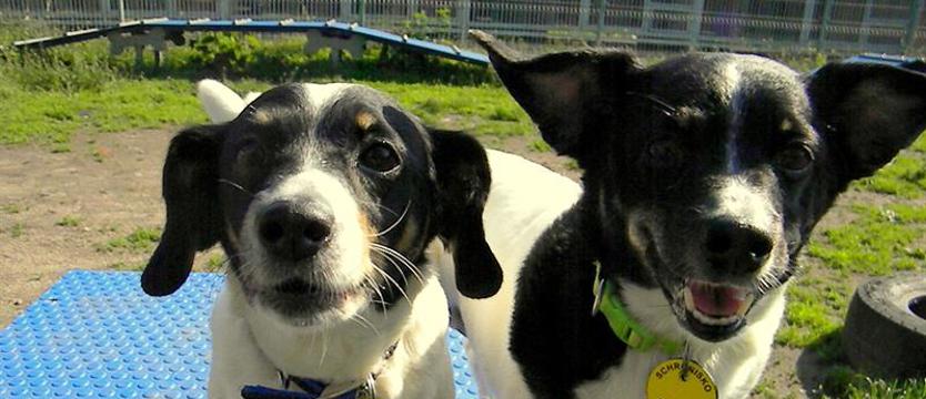 Siostry do adopcji tylko w duopaku