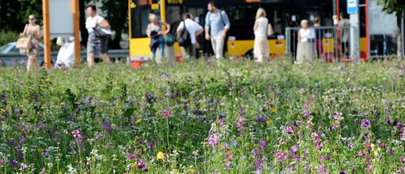 Radni postulują: Nie koście (wszystkich) trawników. Miasto otwarte na naturę?
