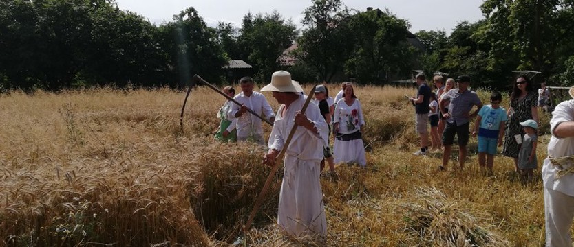 Żniwa w Gosławiu za pomocą kos i sierpów