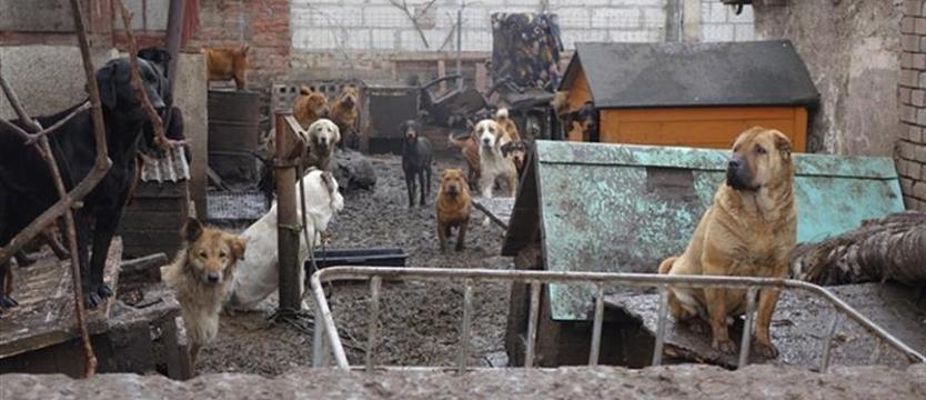 Kto się znęcał nad zwierzętami?