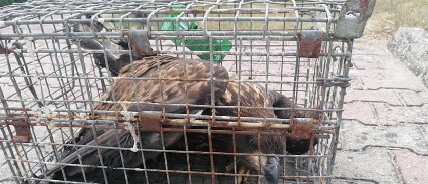 Osłabiony bielik chodził po drodze. Uratowali go policjanci i leśnicy