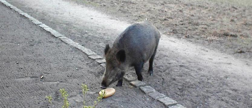 W Kołobrzegu wyłapią i zabiją dziki