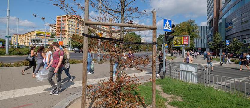 Drzewa w centrum Szczecina usychają