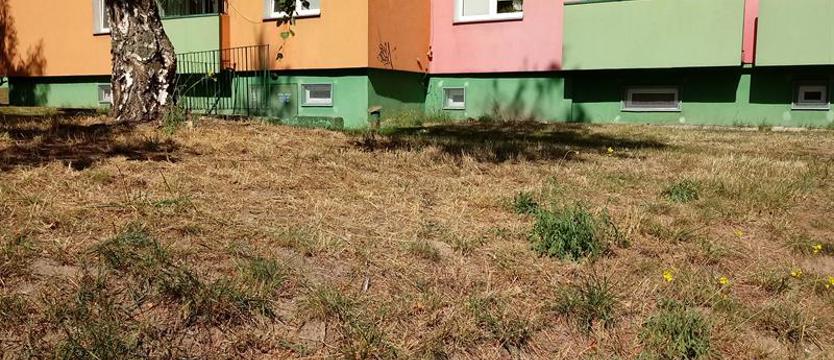 Trawnik zniszczony... koszeniem